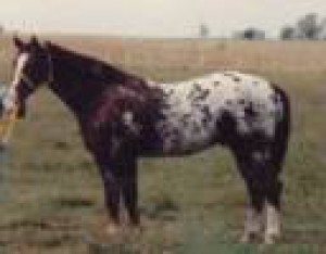 appalosa-maestro-h.jpeg