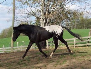 appalosa-beauty-k.jpg